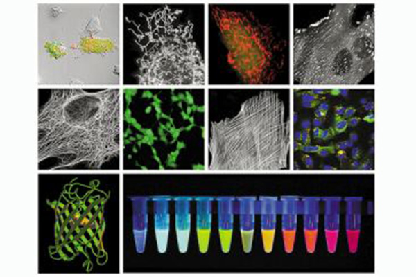 生物熒光檢測 /cxyq/20200413112943-FtbZ1ke_nVz636NeHzHk6OCbskyK.jpg